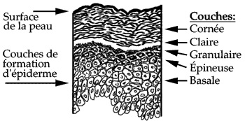 coupe de l'épiderme