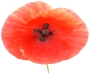 actif-coquelicot.jpg